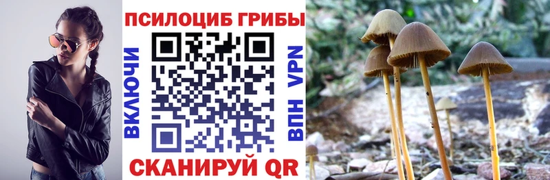блэк спрут ссылки  Щигры  Псилоцибиновые грибы Magic Shrooms  где найти наркотики 